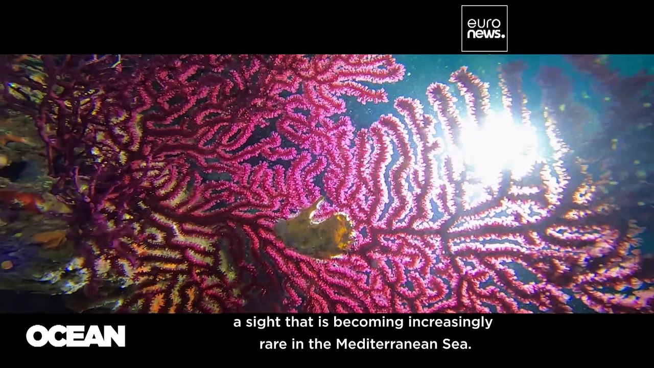 Shark SOS: The initiatives seeking to revive Europe's predator populations