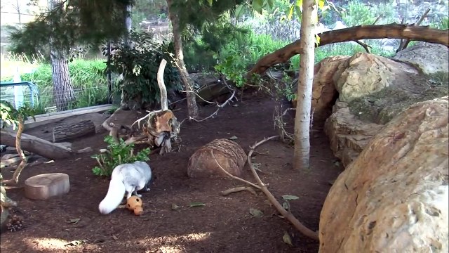 Did You Know Arctic Foxes Have a Longer Life Expectancy in the Wild?