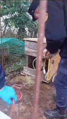 Motta Visconti, salvati 24 cani in condizioni di?degrado igienico-sanitario