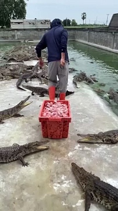 Farmer_feeds_crate_of_fresh_meat_to_over_10,000_crocodiles_#Shorts(1080p)