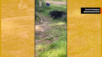 Voimakkaita kuvia: video näyttää koiran ja käärmeen elämän ja kuoleman duellin