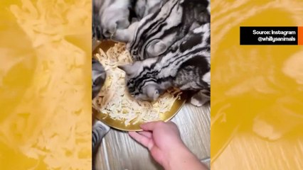 Huvittava video: kissat tulevat hallitsemattoman innostuneiksi illallisen saapumisesta