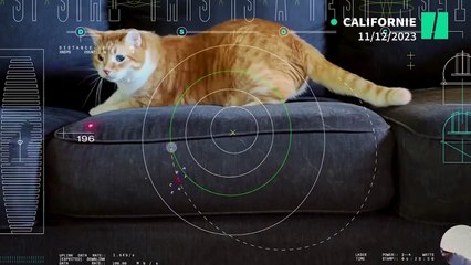 Cette vidéo de chat a fait un trajet ultra-rapide dans l’espace