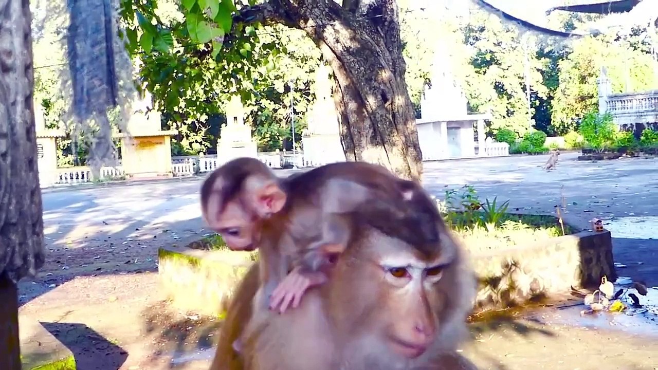 Molia is angry at baby Monaco, who jump to hold her so hurt, Molia bite Monaco (720p_25fps_H264-192kbit_AAC)