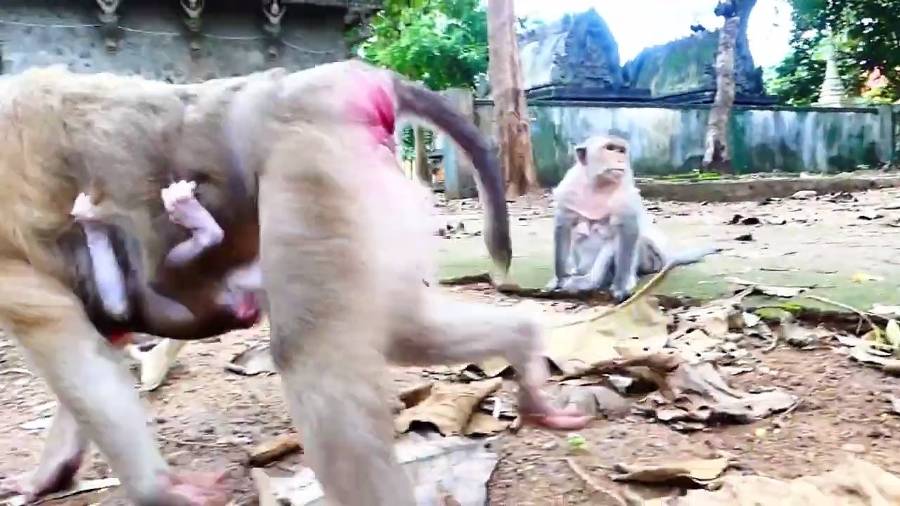 Molia mom feels sad and look hungry, Noone giving foods to her (720p_25fps_H264-192kbit_AAC)