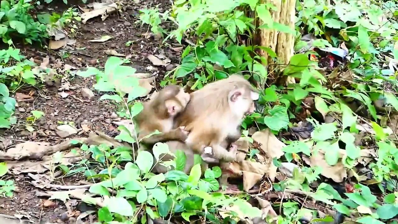 Molia mom gets totally scared of teenaged monkey hug her behind, Molia is afraid of catching Monaco (720p_25fps_H264-192kbit_AAC)