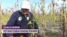 Petani Cabai di Jombang Gagal Panen Akibat Cuaca Buruk