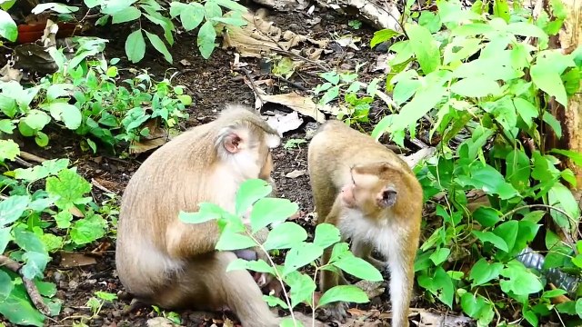 Molia mom run rapidly to take Monaco baby, Molia is afraid of teenaged monkey steal baby (720p_25fps_H264-192kbit_AAC)