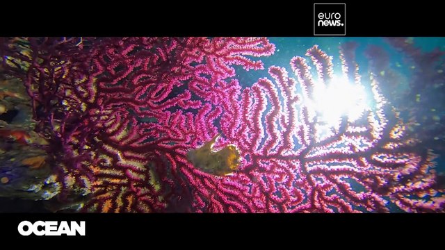 Спасти нянек и сохранить ангелов: как помочь исчезающим видам акул?