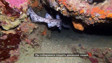 Эксперт: акулы не так опасны — опасность угрожает им самим