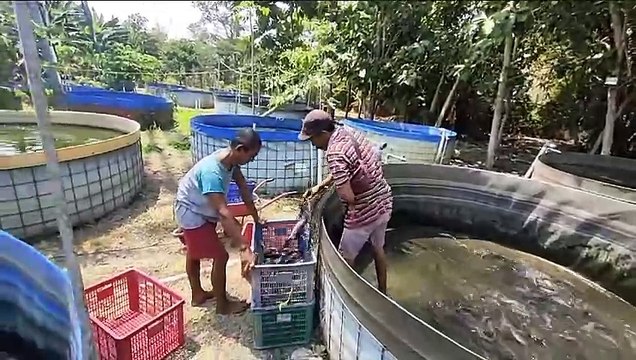 TENGKULAK❗Bagaimana menurut pendapat kalian MEMBANTU atau MERUGIKAN❓Kalau saya cukup membantu