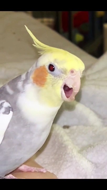 Cockatiel Best Singing and Talking Companion in the World