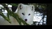 Kina & Yuk : renards de la banquise Bande-annonce (UK)