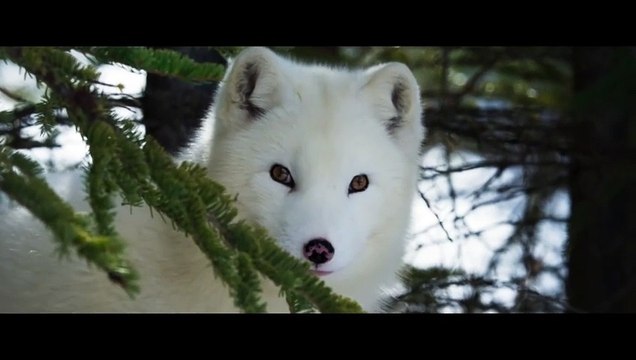 Kina & Yuk : renards de la banquise Bande-annonce (UK)