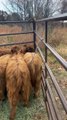 Working Dogs Load Cattle Onto Trailer