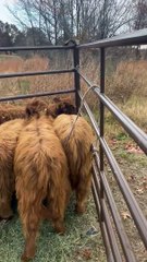 Working Dogs Load Cattle Onto Trailer