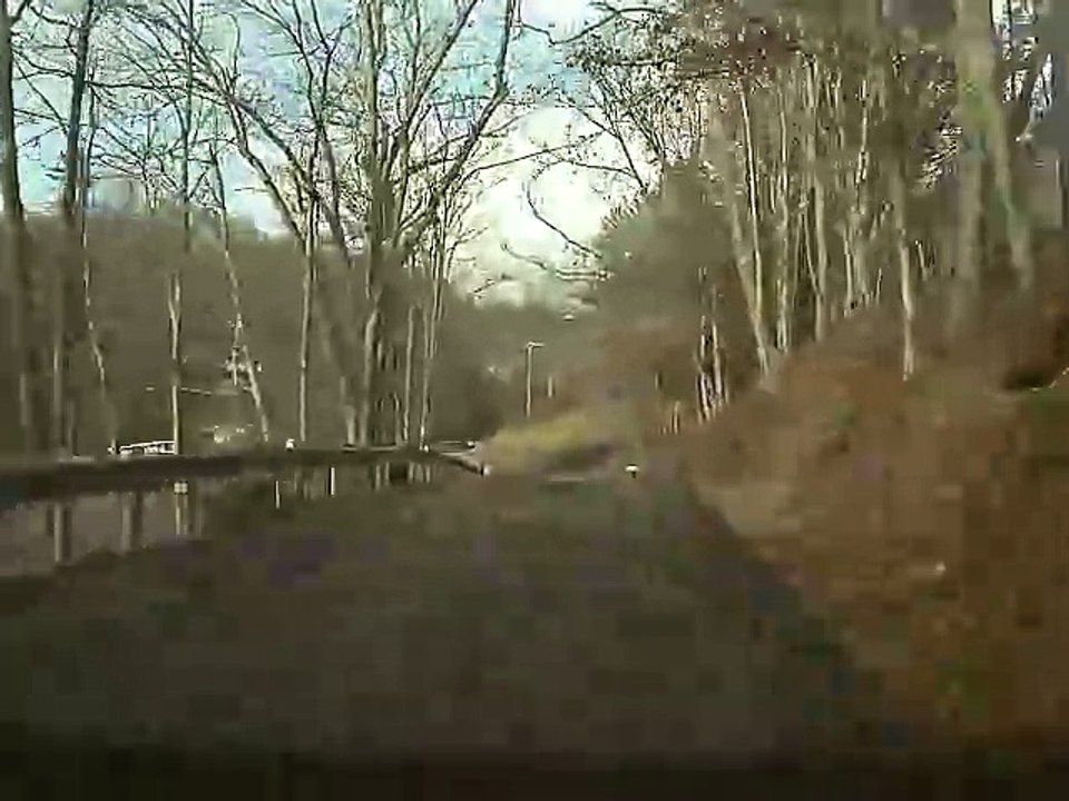 Tree Falls Right in Front of Car