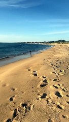 CJ The Surfing Staffy