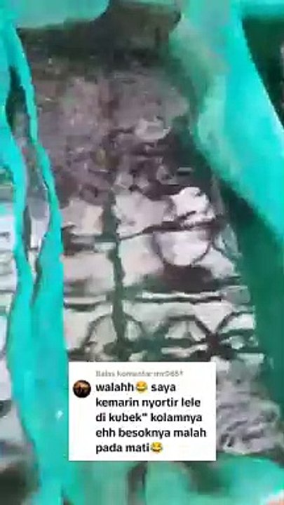 Pantesan ikan mati setelah disortir ❗TERNYATA... ❓