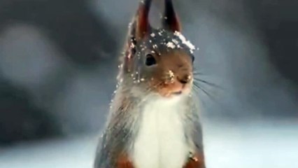 Wild rabit,cute♥️