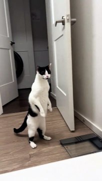 She gets weirder ever day#cat #kittensoftiktok #hemmingwaycat #animalsoftiktok #funny #cute #cutecats #fyp