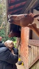 Little Dog Startles Big Horse