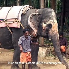In India, Elephant-Friendly Tea Is Brewing Change