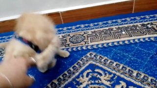 #funnycat #foryou #viral #cats #videos #vlogs my cute #Funny_animals #crazy_cats #Cats_funny #fyp #foryou #viral #video #animaux_domestiques #new #Ricky