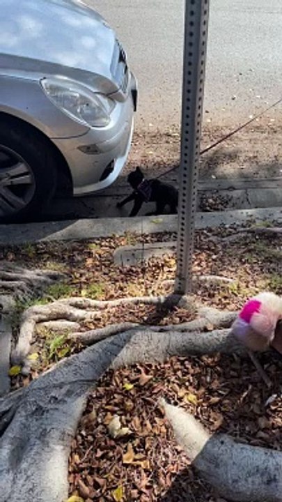 Leash Training My Kitten Gone Wrong