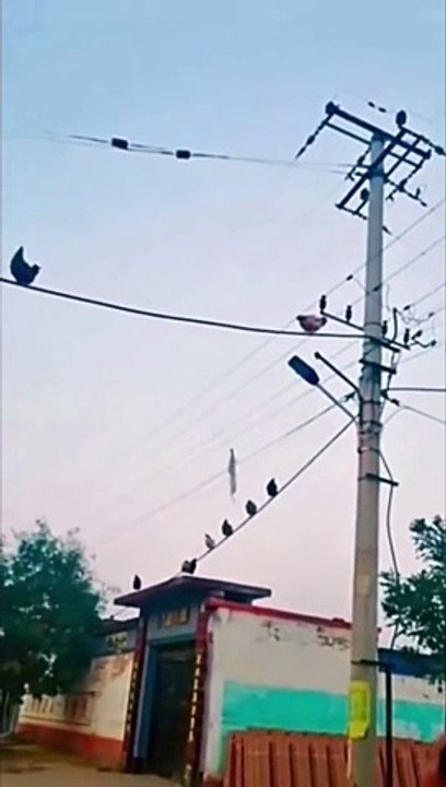 Funniest animal videos