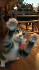 cute animals make me smile