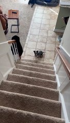 This Puppy Is Still Getting Used to Stairs