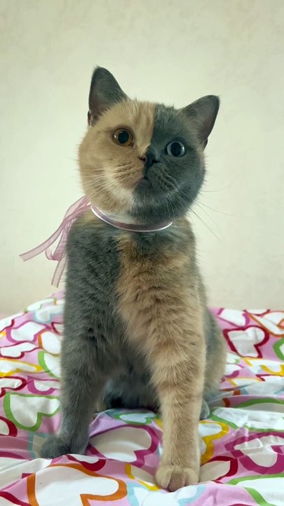 Chimera Kitty With a Two-Toned Face