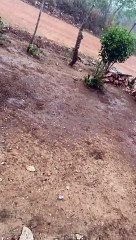 Chuva de granizo no interior de Alagoas