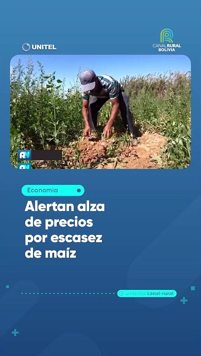 Alertan alza de precios por escasez de maíz