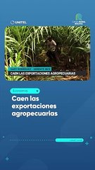 Caen las exportaciones agropecuarias