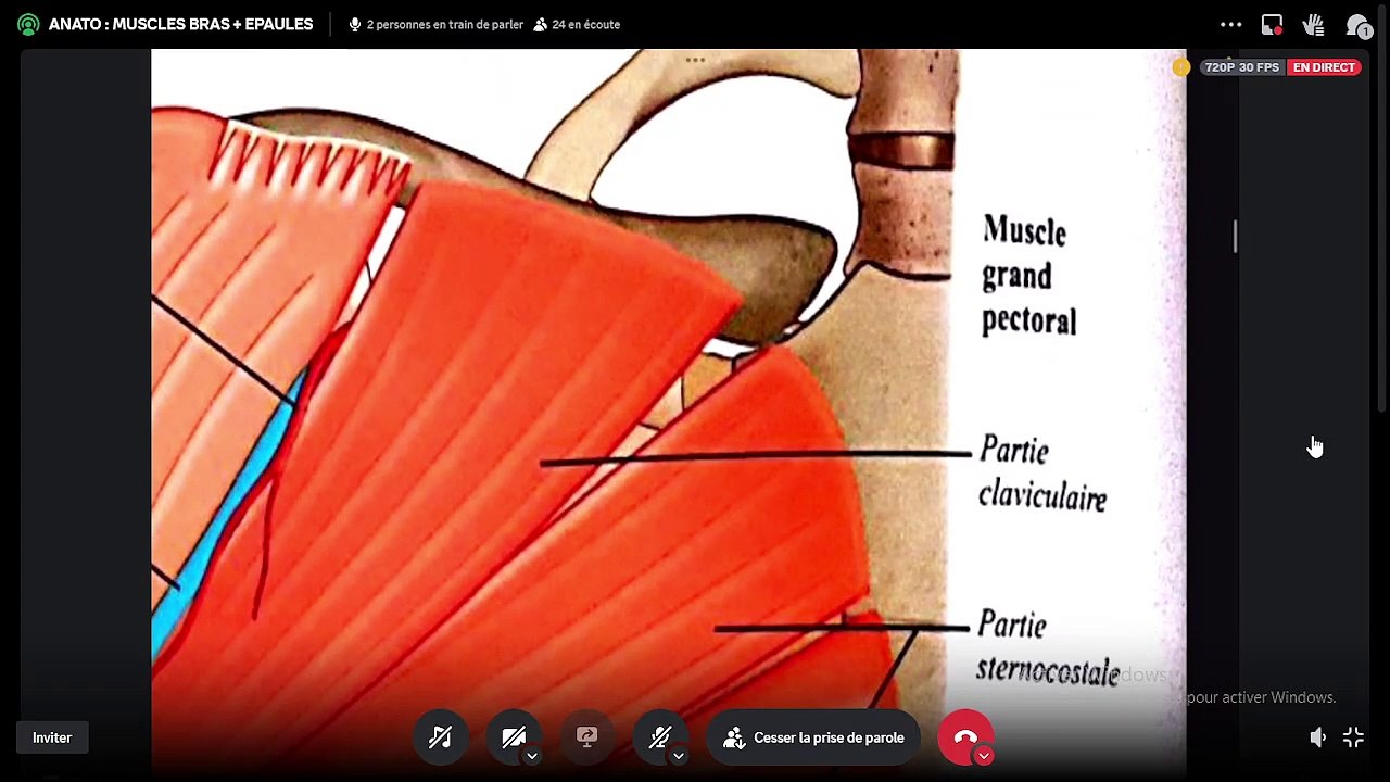 MUSCLES DU BRAS ET DE L'EPAULE