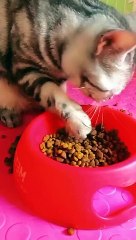 Cute cat trying to eat like human