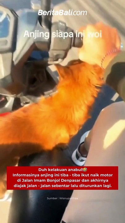 Duh kelakuan anabul! Informasinya anjing ini tiba - tiba ikut naik motor di Jalan Imam Bonjol Denpasar dan akhirnya diajak jalan - jalan sebentar lalu diturunkan lagi.