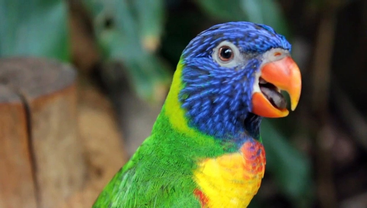 Lori parrot
