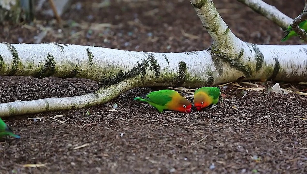 lovebird
