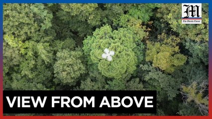 Drones help solve forest carbon capture riddle