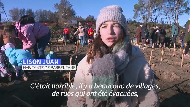 Provence: un an et demi après être parti en fumée, un massif renaît de ses cendres