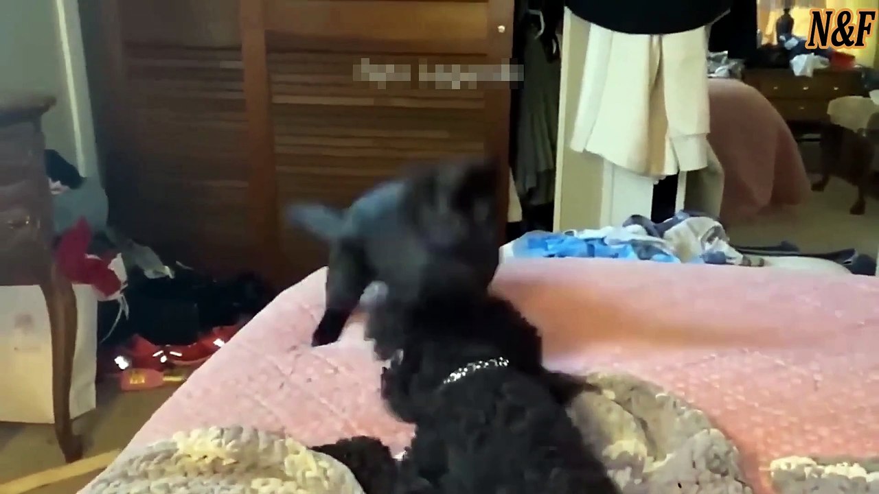 Funniest Cats VS Dogs Videos 4