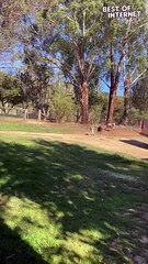 Fetch with a Twist: Sheep Joins Doggo Playdate!  || Best of Internet