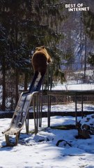 Bear Enjoying a Slide Day Out!  || Best of Internet