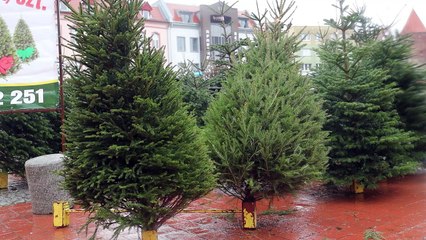 Kup choinkę u leśników. Nie kradnij, bo zapłacisz wysoką karę