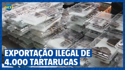 Mais de 4.000 tartarugas salvas da exportação ilegal em aeroporto no Peru