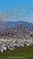 Beautiful Birds Flying in Group