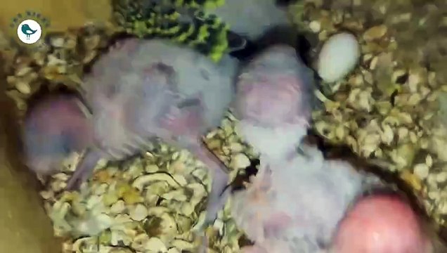 Cockatiels, Lovebirds and Budgies updates with Aaisha